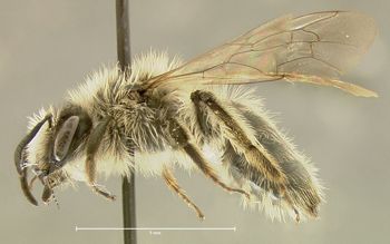 Media type: image;   Entomology 609512 Aspect: habitus lateral view